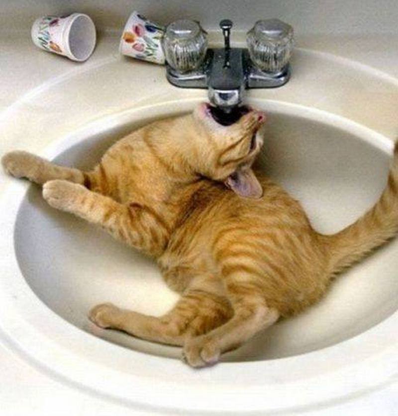 Кот пьет воду