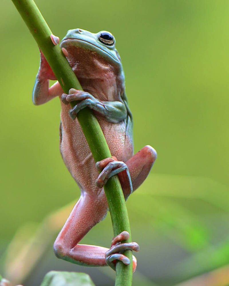 Фотографии лягушек от индонезийского фотографа Аджара Сетиади