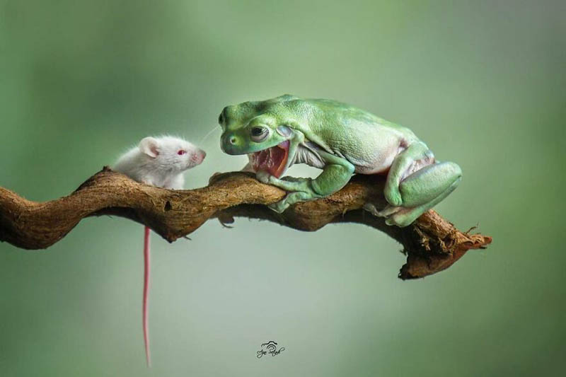 Фотографии лягушек от индонезийского фотографа Аджара Сетиади
