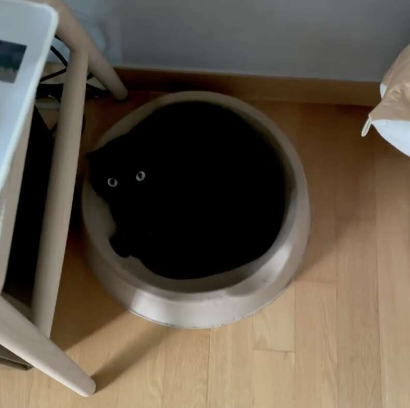 Мун Джи – кот, который любит прятаться