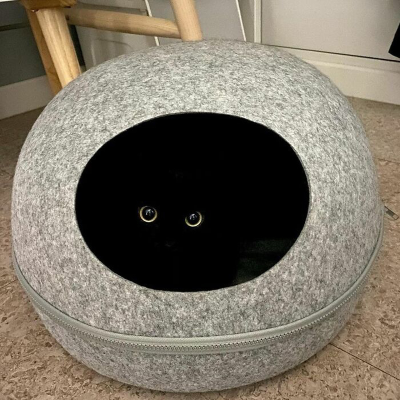 Мун Джи – кот, который любит прятаться