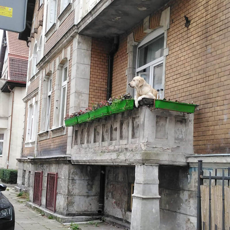 Сидящий на балконе золотистый ретривер  стал достопримечательностью Гданьска
