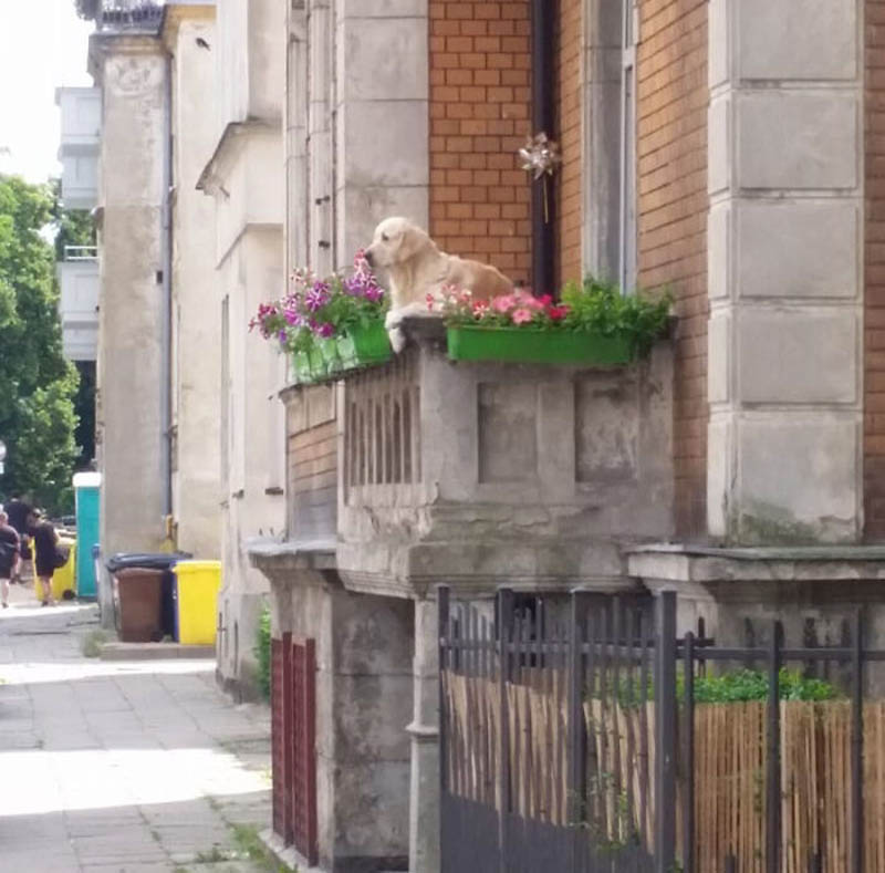 Сидящий на балконе золотистый ретривер  стал достопримечательностью Гданьска