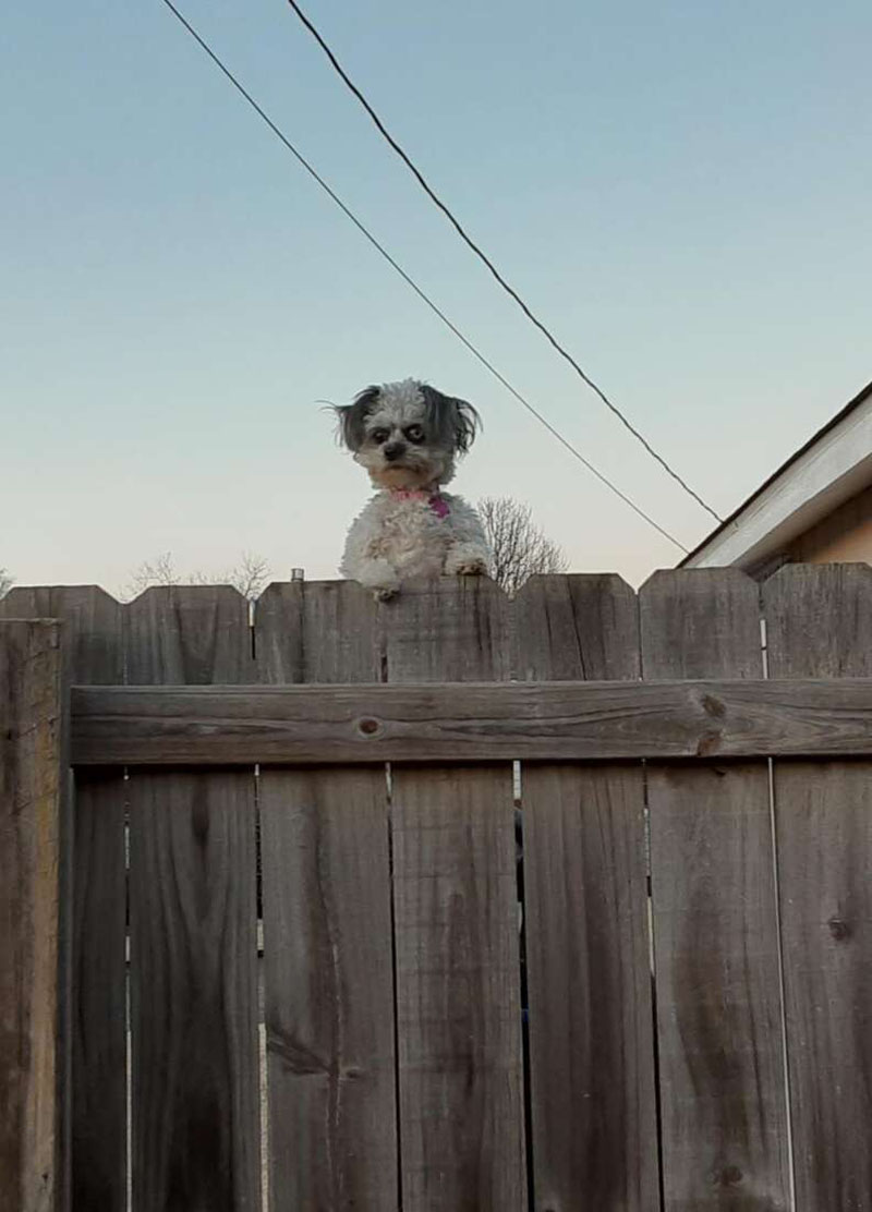 Маленькая собачка, выглядывающая из-за забора, пугает соседей