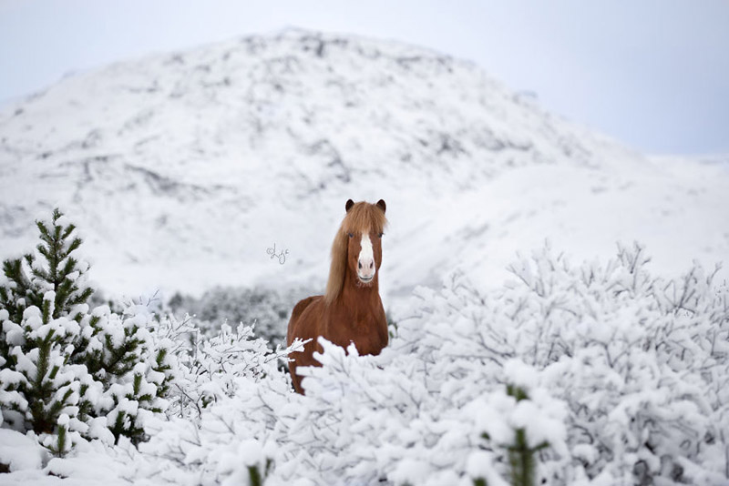 Волшебный мир исландских лошадей фотографа Лиги Лиепиной