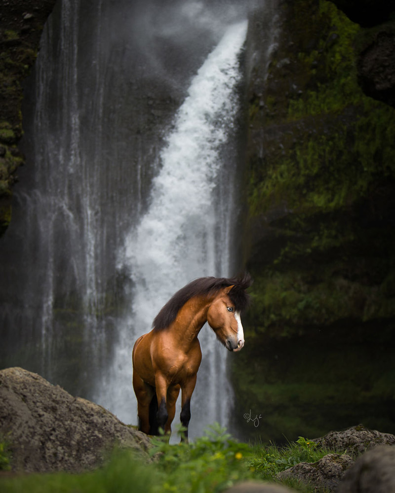 Волшебный мир исландских лошадей фотографа Лиги Лиепиной
