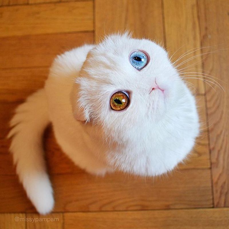 Кошка Пэм Пэм - звезда Instagram 