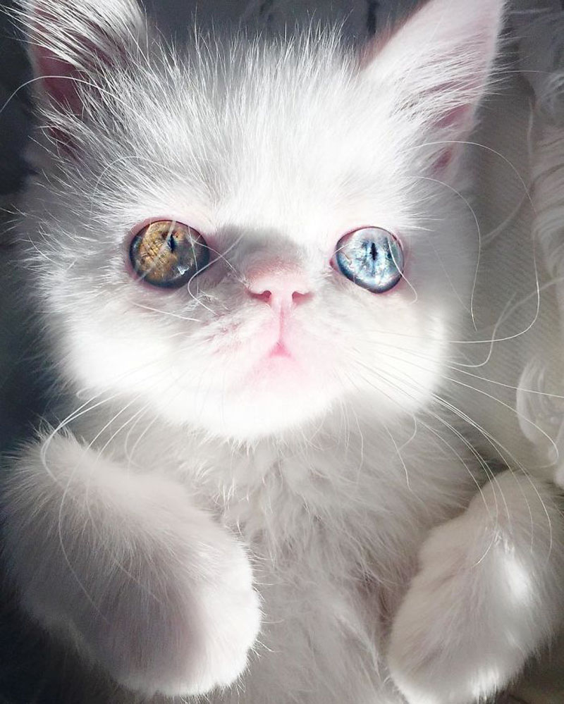 Кошка Пэм Пэм - звезда Instagram 