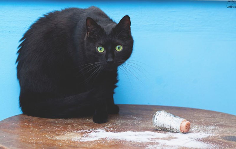 Черные кошки не имеют ничего общего с невезением