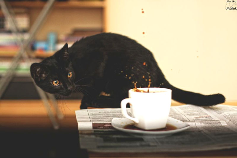 Черные кошки не имеют ничего общего с невезением