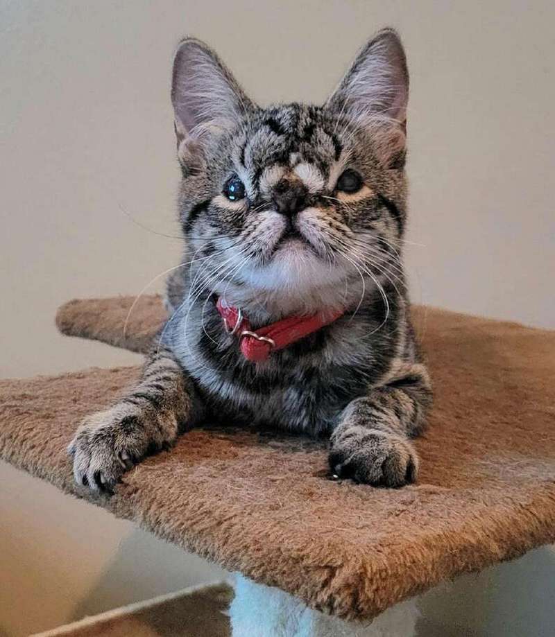 Кайя — котенок с необычной внешностью