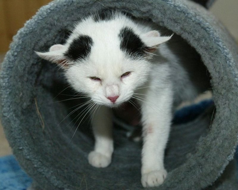 Четырехухая черно-белая кошка Лили 