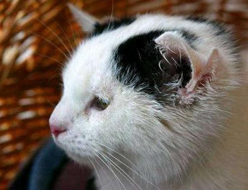 Четырехухая черно-белая кошка Лили 