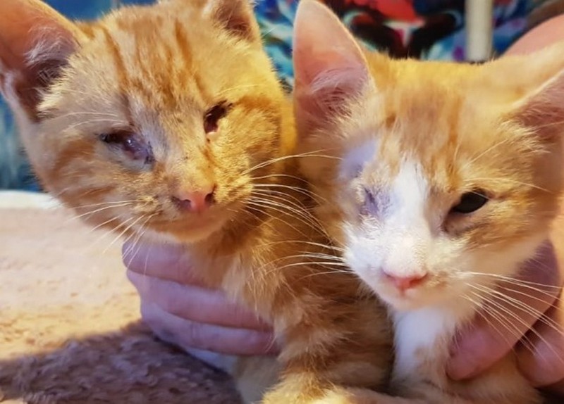 История спасения слепых котят – Артура и Габриэля