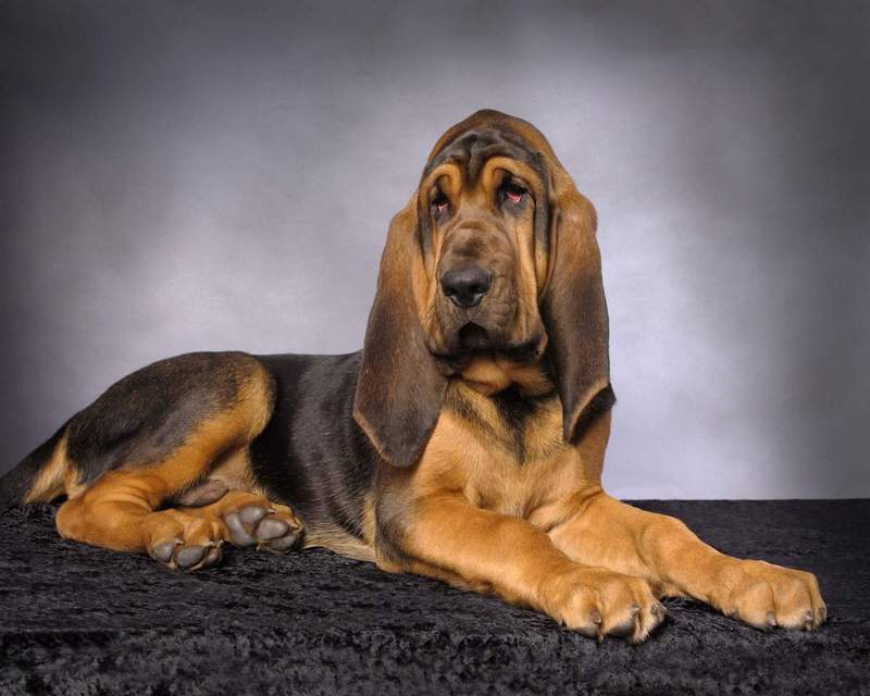 Bloodhound 