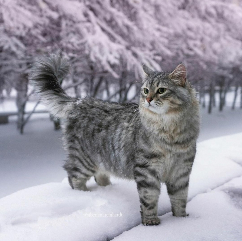 Кошки и зима