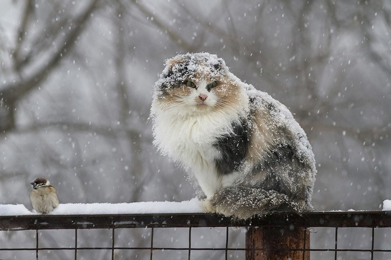 Кошки и зима