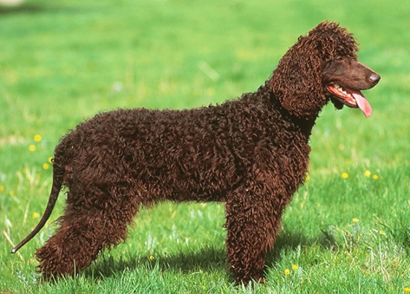 Irish Water Spaniel