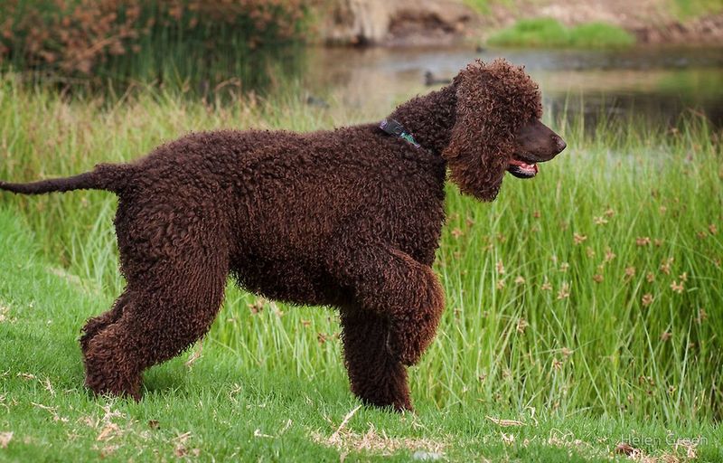 Irish Water Spaniel