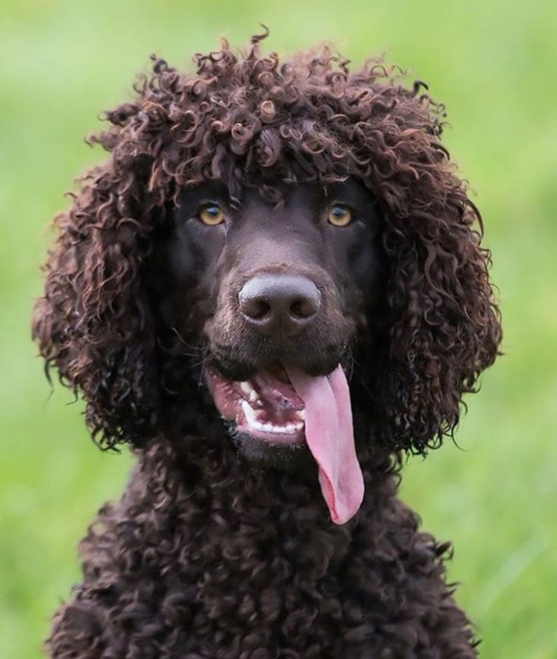 Irish Water Spaniel