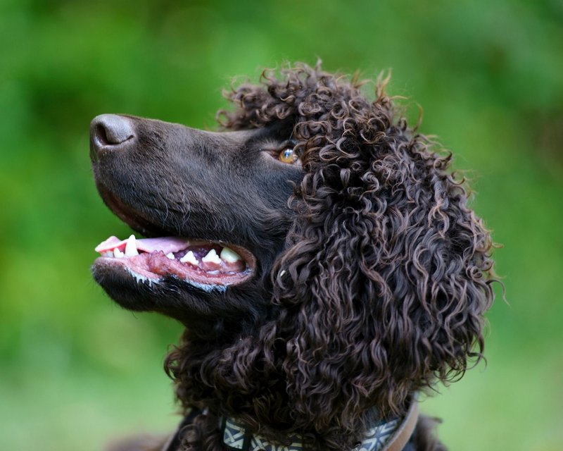 Irish Water Spaniel