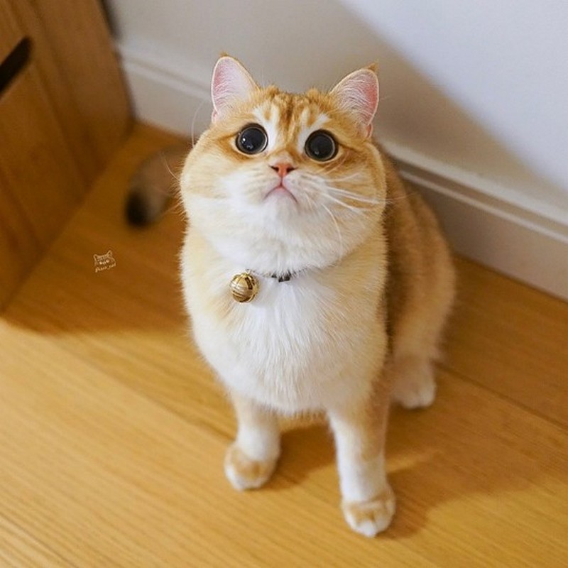 Писко – кот, похожий на кота в сапогах из «Шрека»