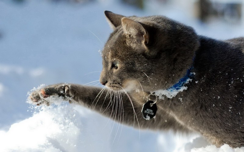 Коты и снег