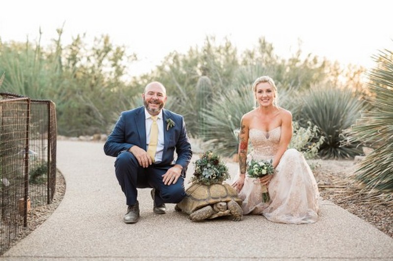 черепаха на свадьбе
