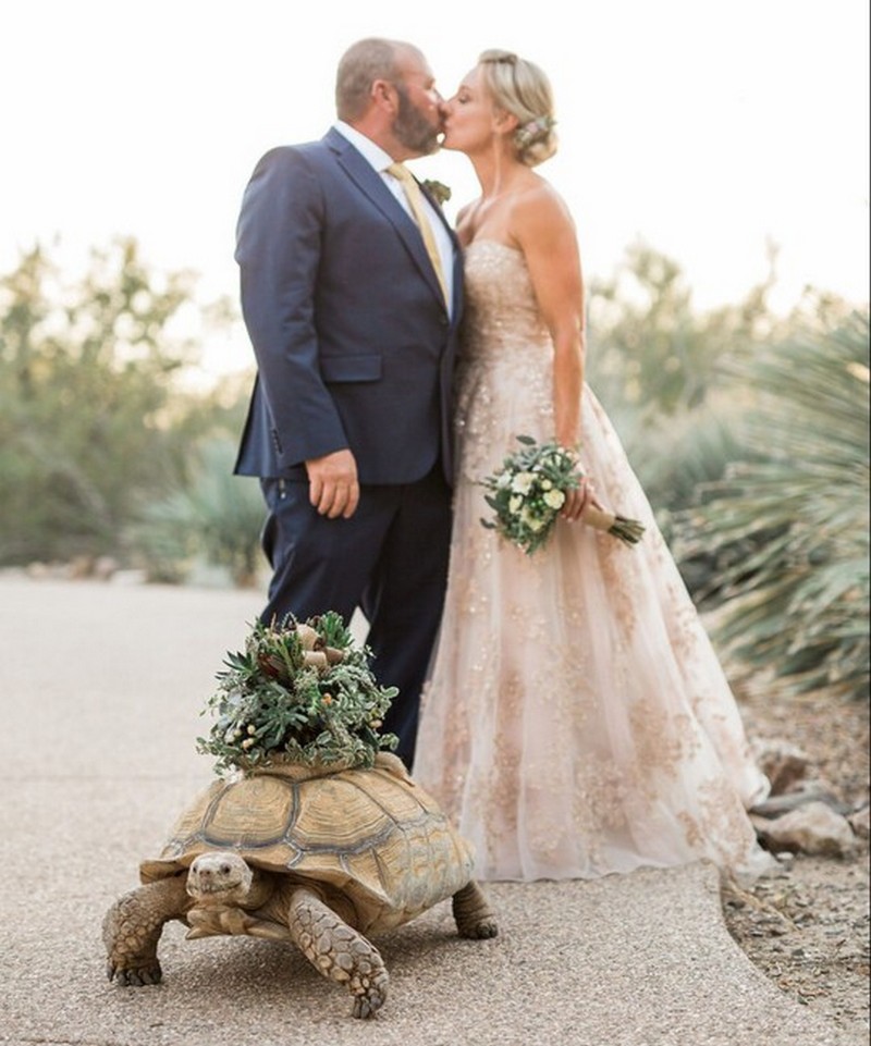 черепаха на свадьбе