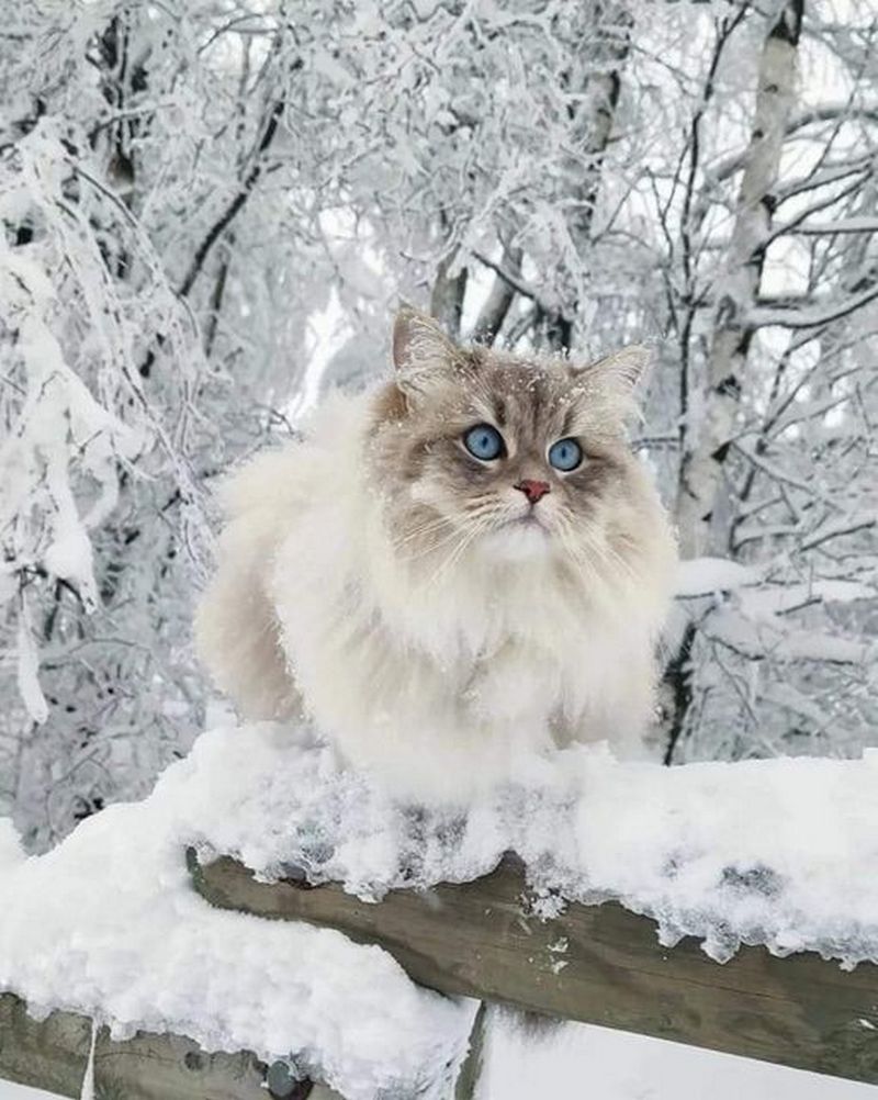 Зима и кошки