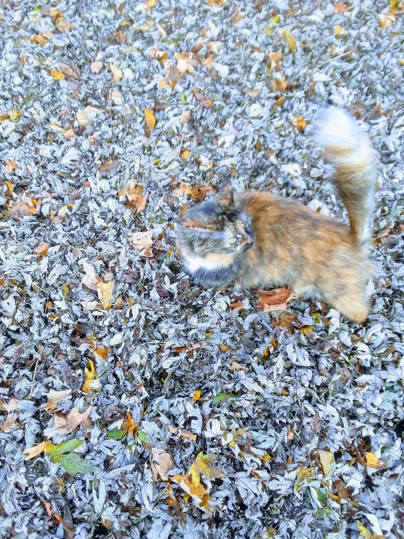 Кошка в листьях