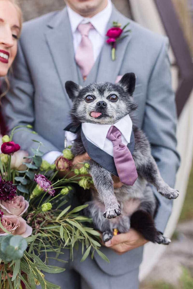 Свадебная церемония и пес Рокки