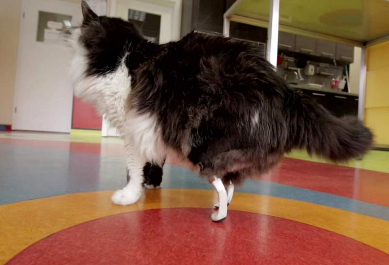 Пушок – черно-белый болгарский кот с бионическими протезами
