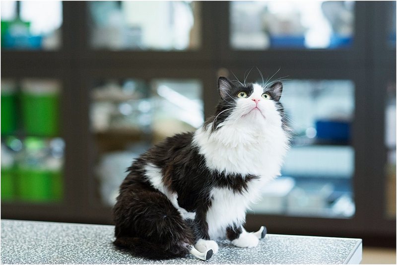 Пушок – черно-белый болгарский кот с бионическими протезами