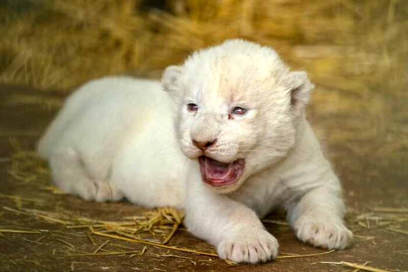 Белые львы зоопарка города Скопье