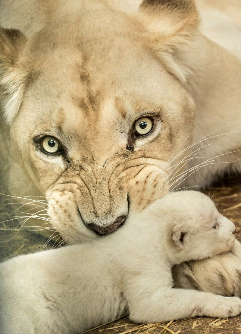 Белые львы зоопарка города Скопье