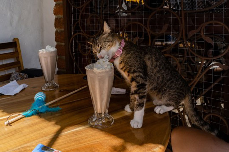 Кошачье кафе для кошек с лейкемией