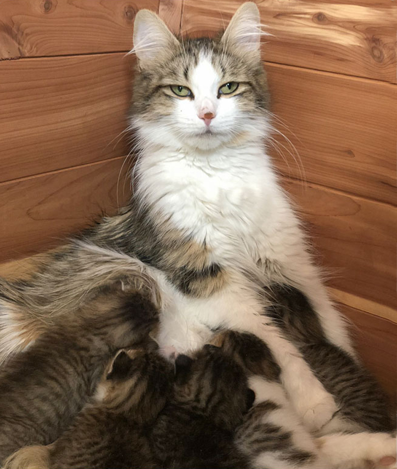 Трудное счастье материнства: кошки