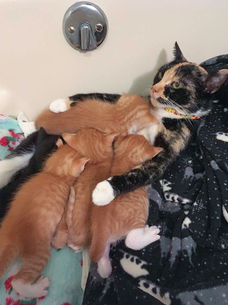Трудное счастье материнства: кошки