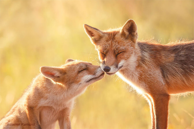 Влюбленные лисы фотографа Розелиен Раймонд