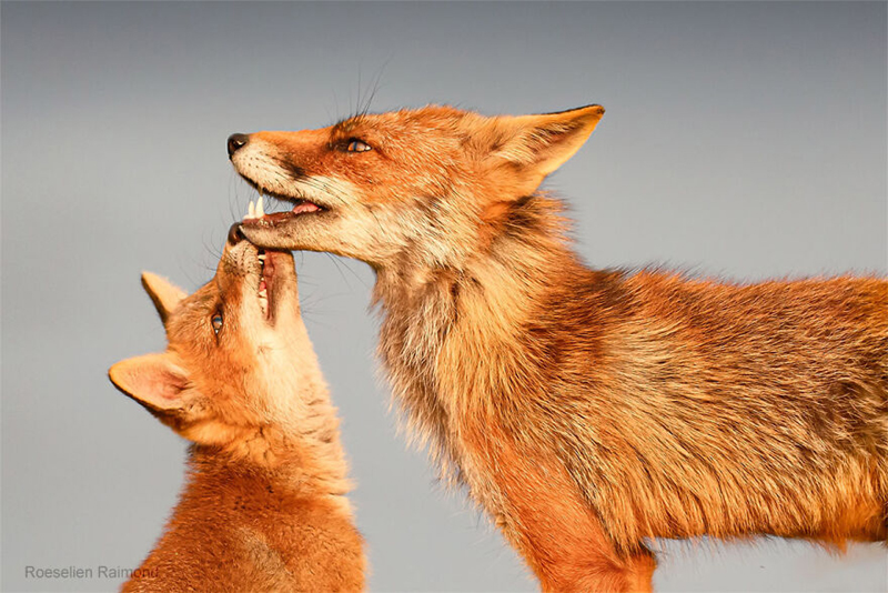 Влюбленные лисы фотографа Розелиен Раймонд