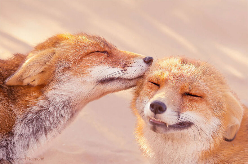 Влюбленные лисы от фотографа Розелиен Раймонд