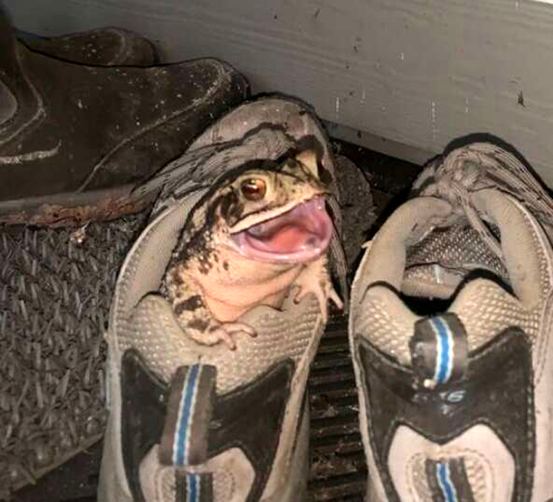 Жаба в кроссовках