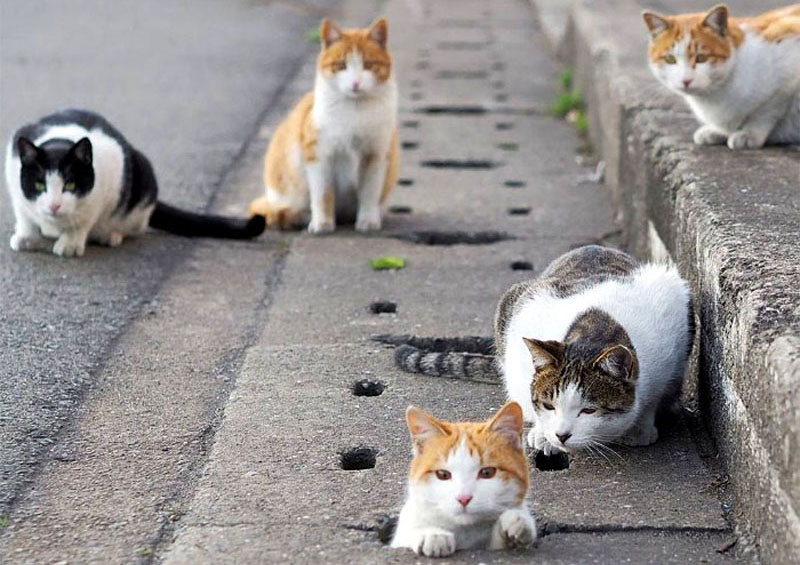 Веселые японские кошки