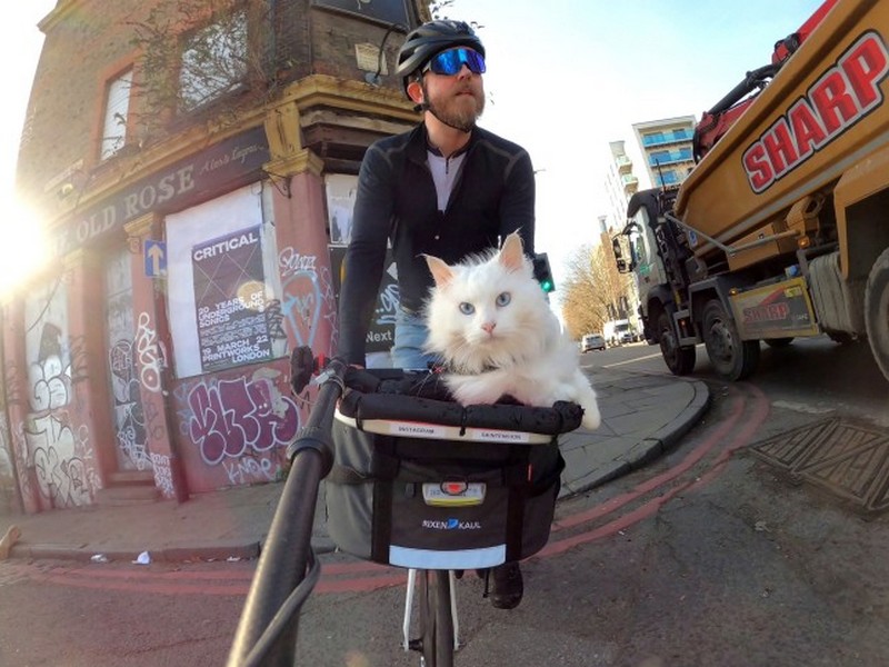 Велосипедная прогулка по Лондону с кошкой