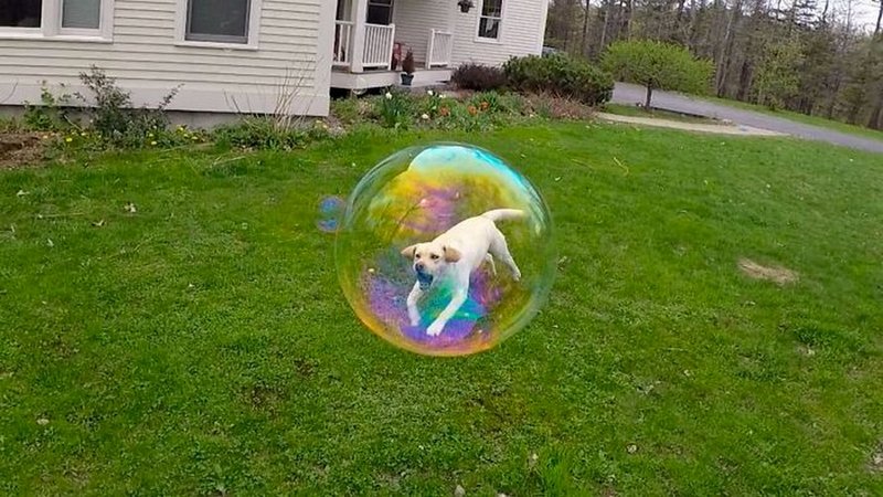 Пес и мыльный пузырь