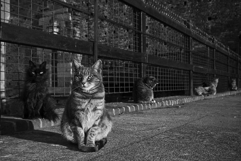Кошки миланского замка Сфорца