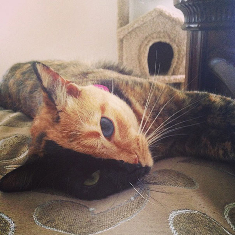 Двуликая кошка Венера 