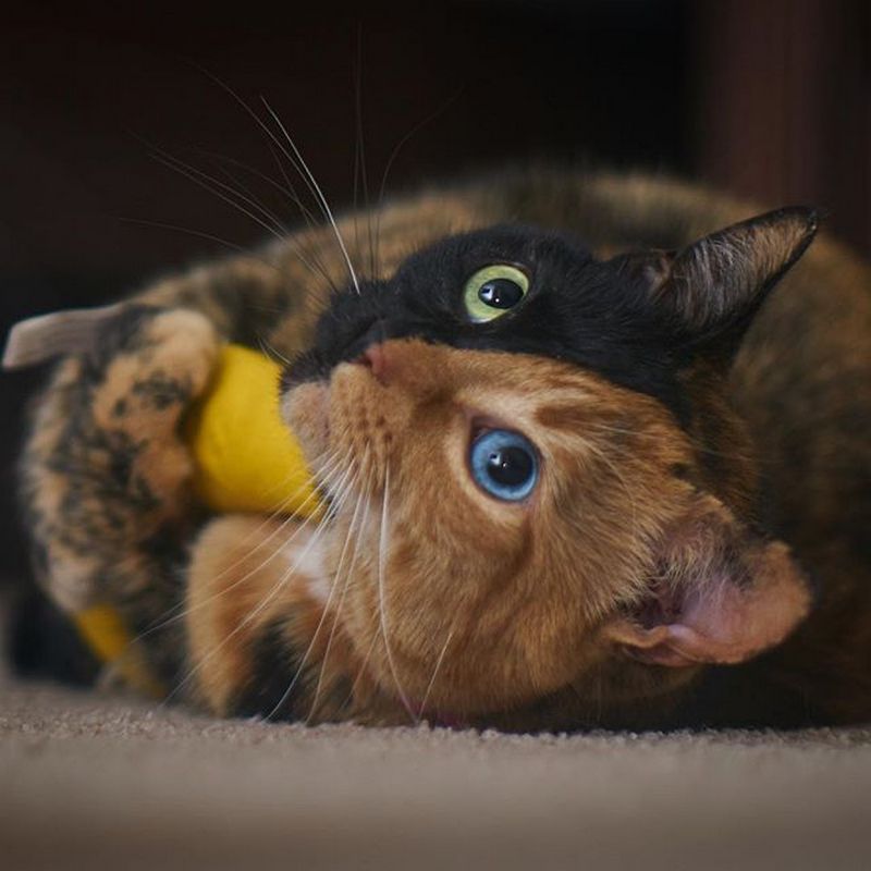 Двуликая кошка Венера 