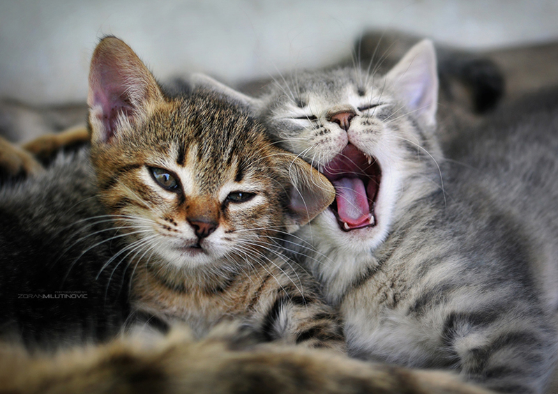 Кошки на снимках фотографа Зорана Милутиновича